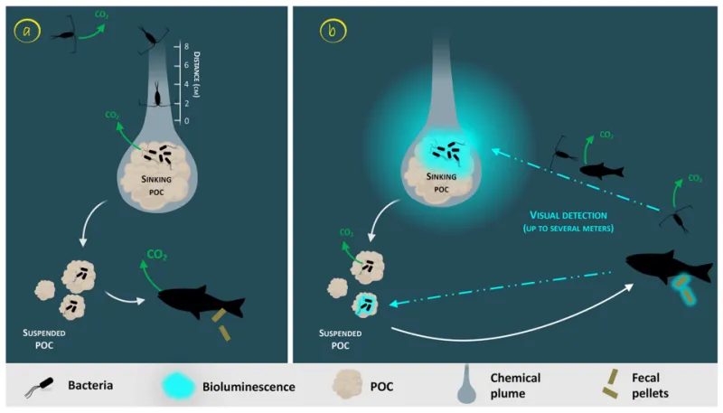 Living Light: How Bioluminescent Biology and Artificial Intelligence Are Rewriting the Future of Displays